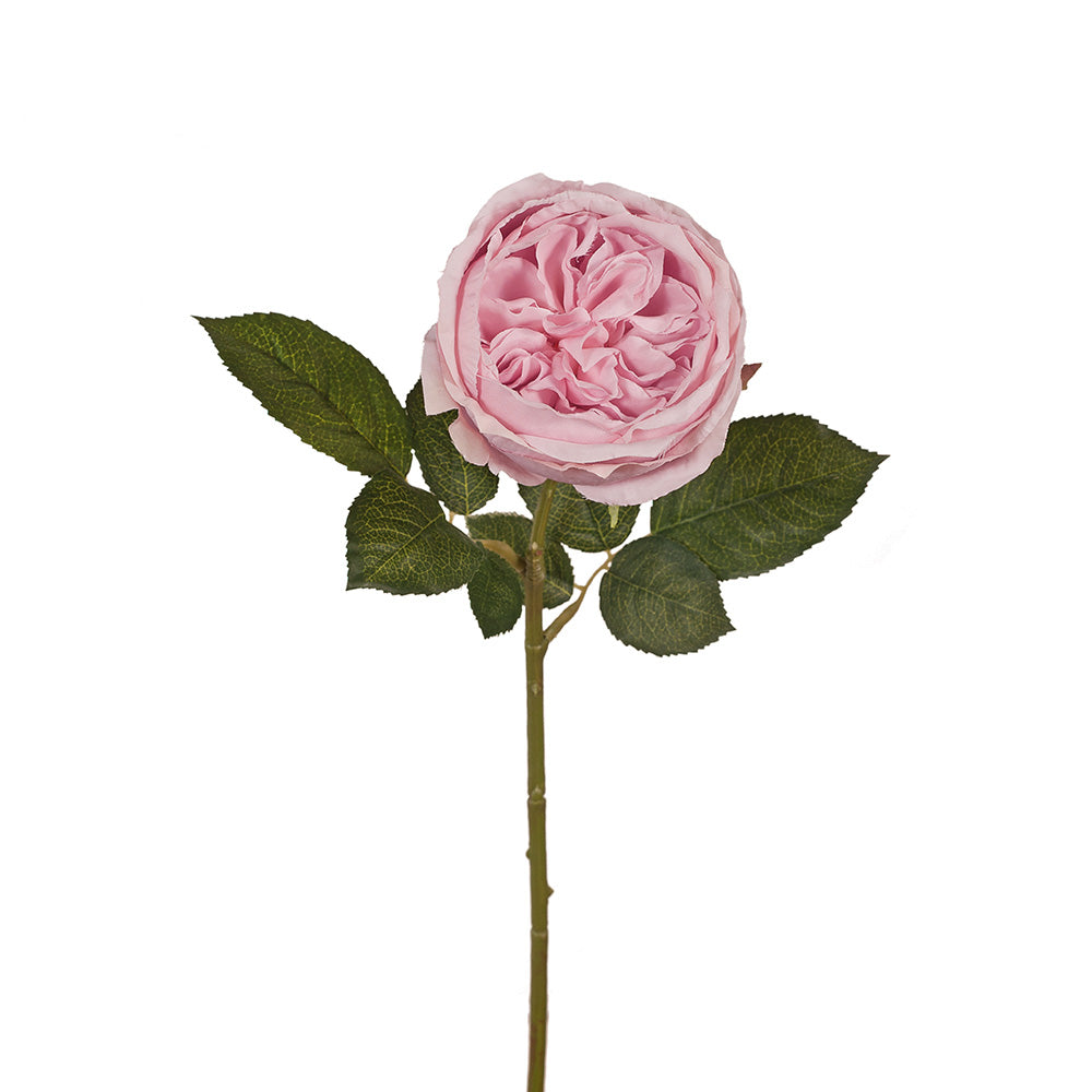 Single Stem David Austin Rose Pink