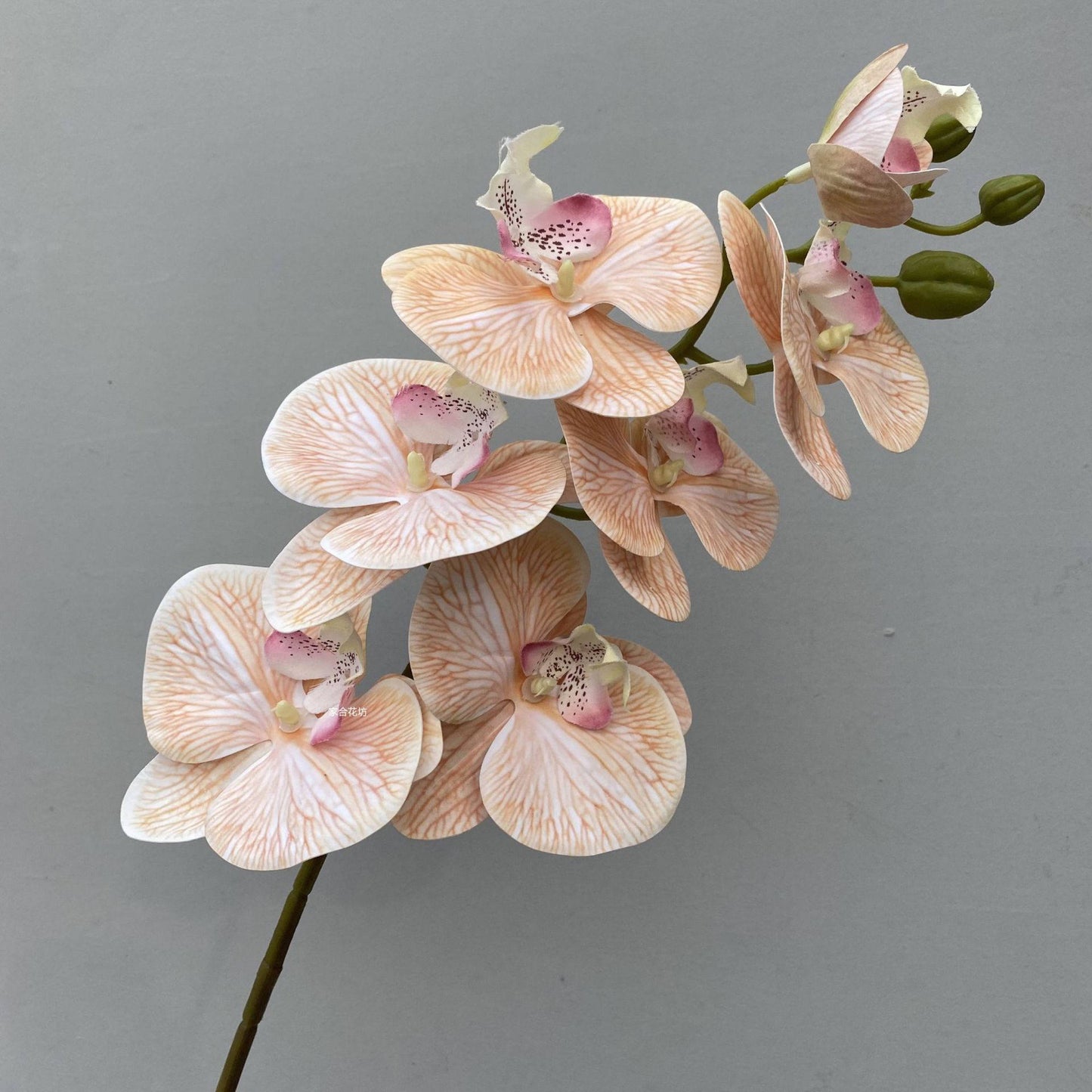 Semi Real Touch Single Stem Phalaenopsis Orchid 7 Heads Pink