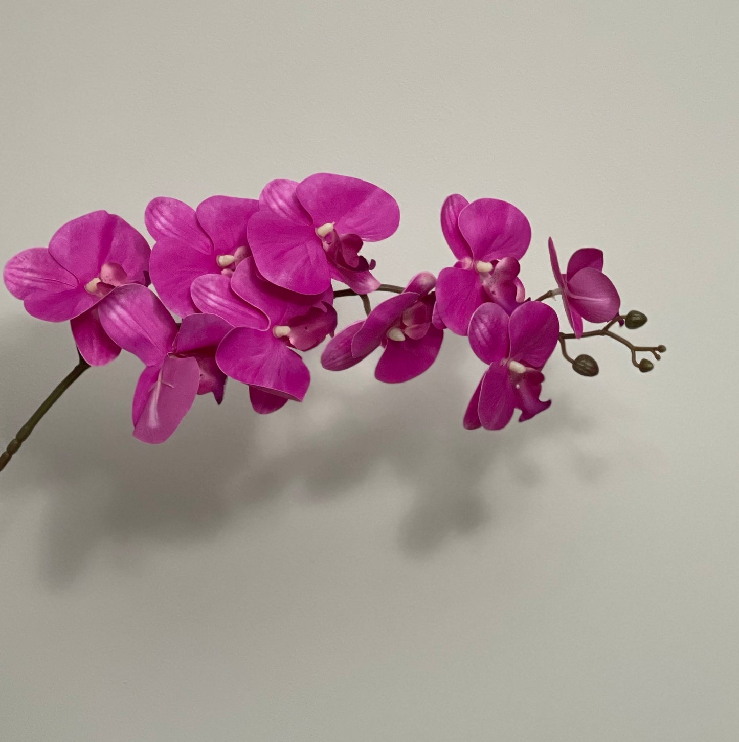 Single Stem Phalaenopsis Orchid 9 Heads Hot Pink