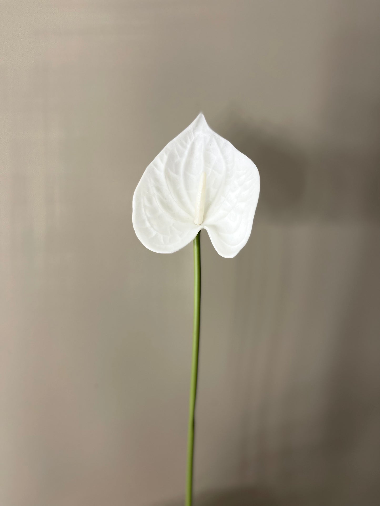 Real Touch Anthurium White Medium