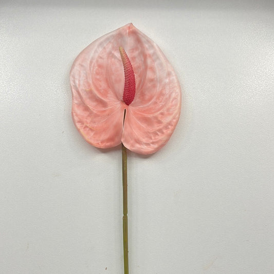 Anthurium Light Pink