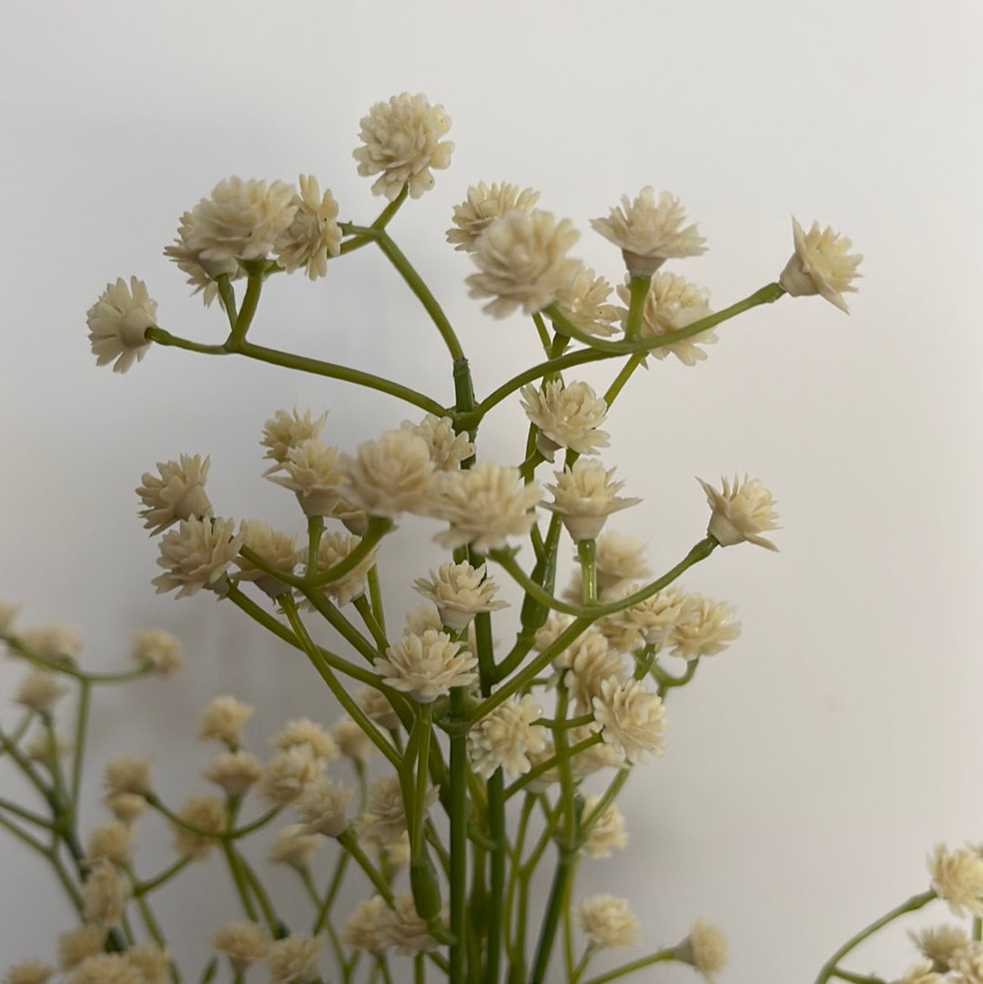 Baby Breath Gypsophila Cream