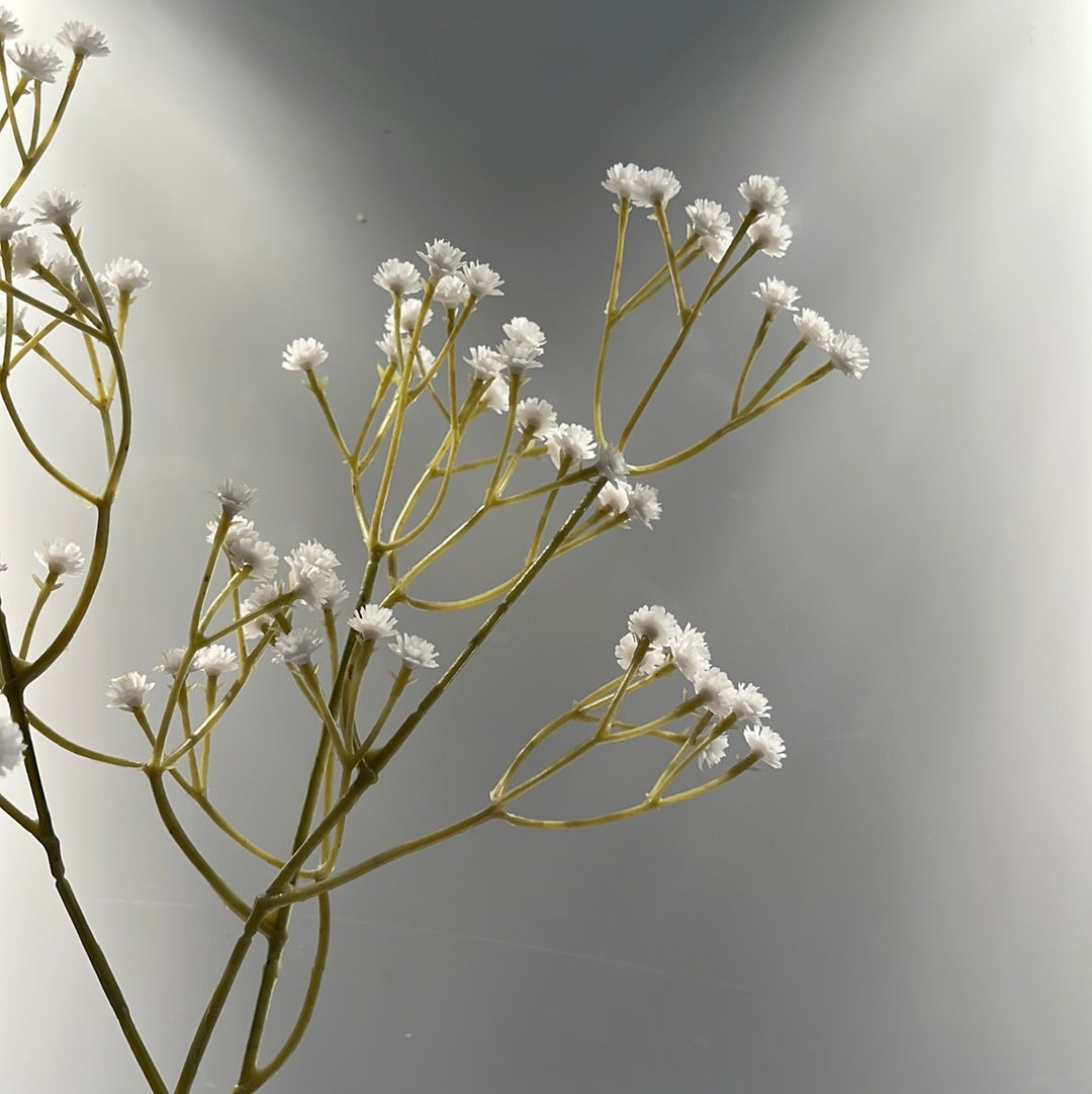 Baby Breath Gypsophila White